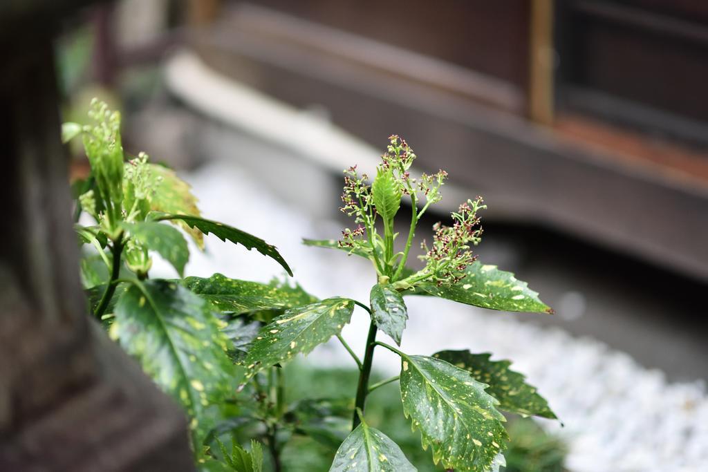 Rakusuian Hotel เกียวโต ภายนอก รูปภาพ